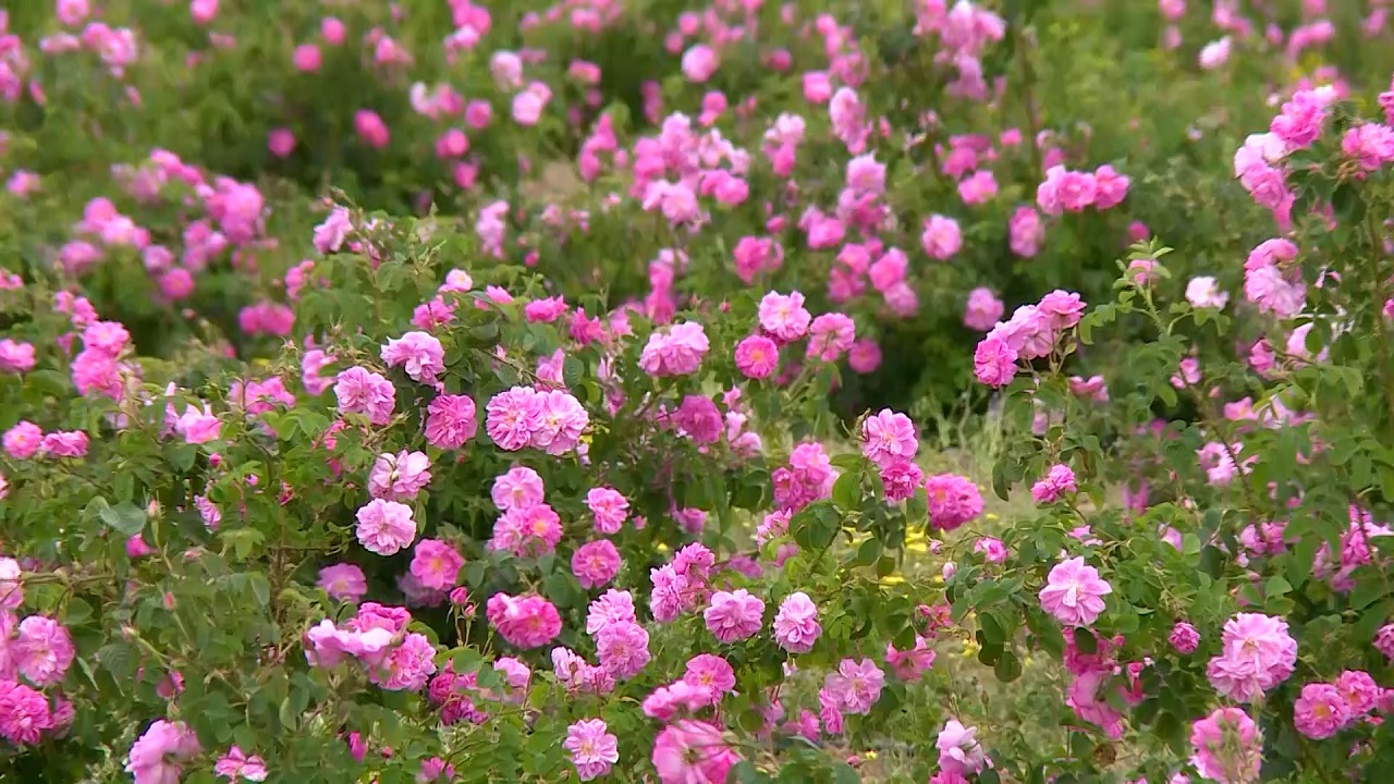 نگهداری دو هفته ای گل محمدی تازه در کاشان