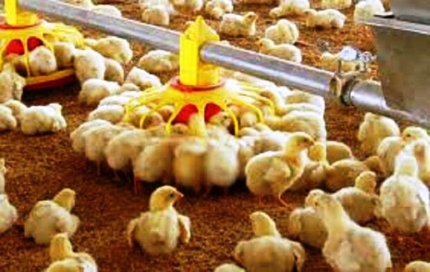 مدیریت جوجه ریزی تنها راهکار کاهش زیان مرغداران