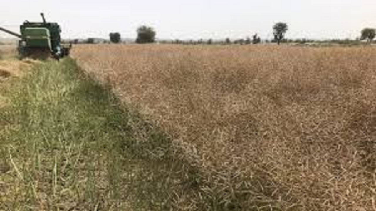 خرید کلزا در جنوب سیستان و بلوچستان از مرز ۶۰۰ تن گذشت