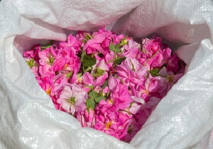 برداشت ۳۰ تن گل‌محمدی از موقوفه‌های آستان حضرت معصومه(س)
