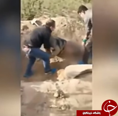 نجات زن ۷۹ ساله که به دست پسر ناخلفش زنده دفن شد! + جزئیات