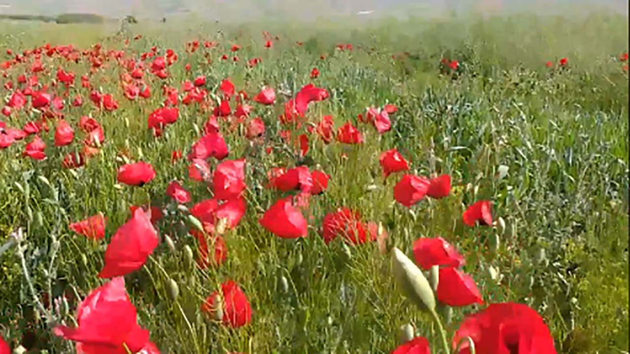 چشم‌اندازی از طبیعت بهاری در «تکه» + فیلم