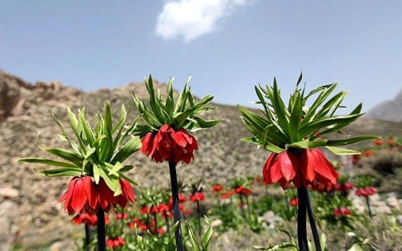 ثبت ملی دشت لاله&zwnj;های واژگون الیگودرز