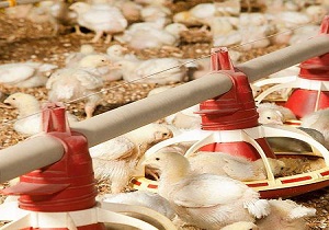 تولید بیش از ۱۹۰ هزار تن کنسانتره دام و طیور در آذربایجان غربی