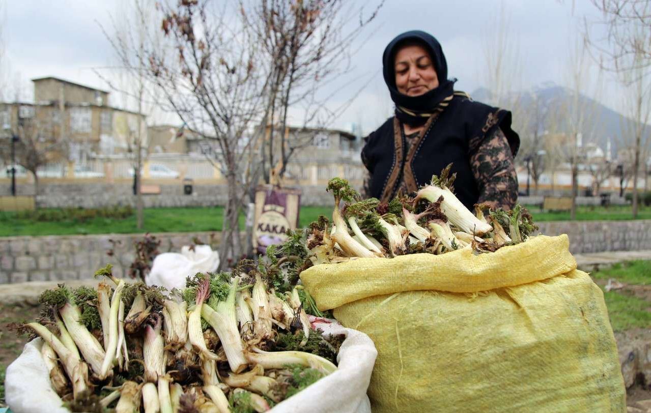 خراسان شمالی رویشگاه گیاهان دارویی/خراسان شمالی رنگین کمان گیاهان دارویی