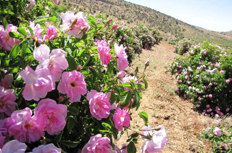 شمیم عِطر گُل محمدی در گلستان‌های فارس/میمند تولیدکننده گلاب در ایران