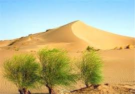 اجرای یازده طرح مطالعاتی باهدف مهار بیابان زایی