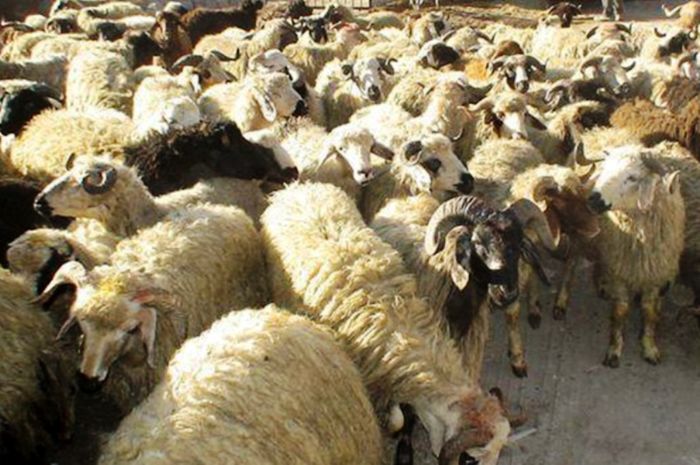 مهار هزار و ۹۰۰ رأس دام قاچاق در "غلامان"