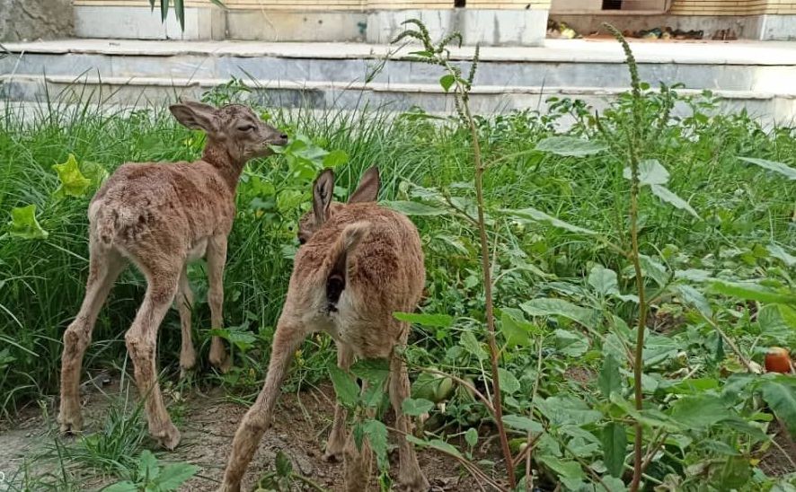 کشف دو راس بره میش وحشی در کهنوج