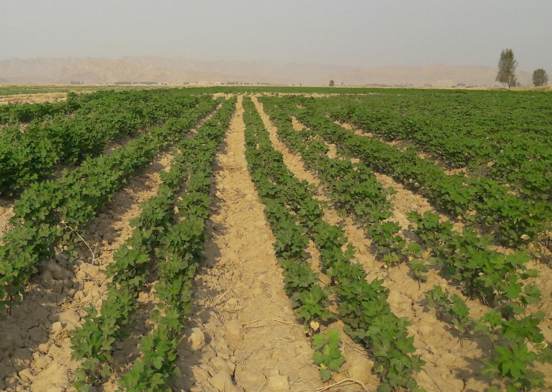طلای سفید زینت بخش مزارع لارستان می شود