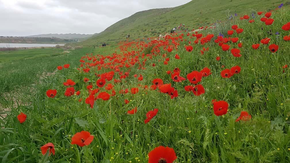 اوج زیبایی رنگ ها در شمال شرق ایران