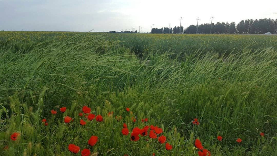 اوج زیبایی رنگ ها در شمال شرق ایران