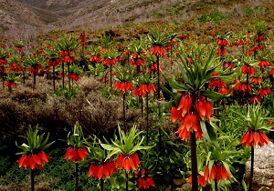 ۲۹۰۰ هکتار دشت لاله‌های واژگون در لرستان وجود دارد