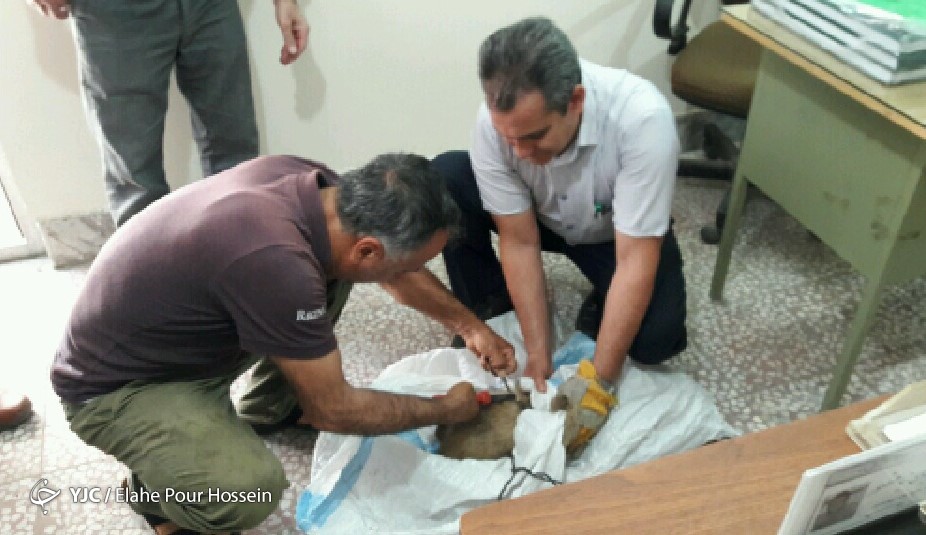 نجات یک قلاده گورکن در قائم شهر
