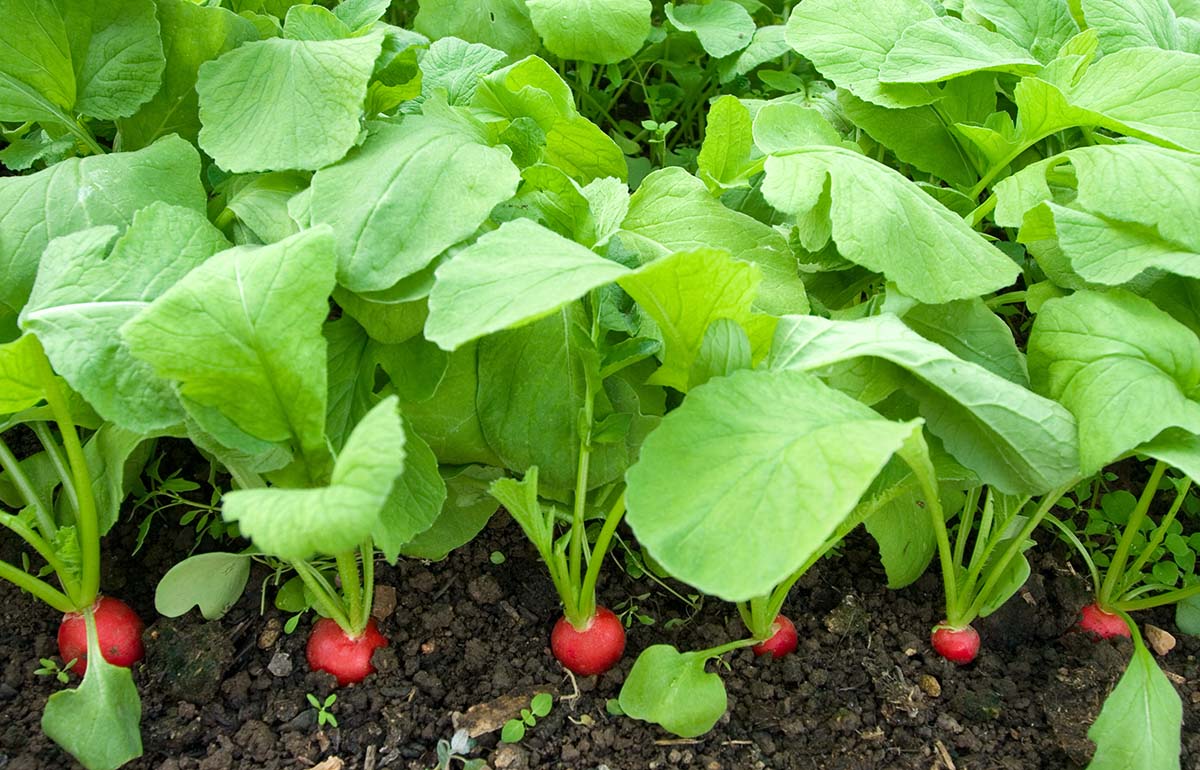 درشت بودن چه میوه&zwnj;ها و سبزیجاتی خوب نیست؟