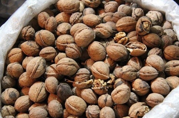 کشف بیش از ۸ تن گردو قاچاق از یک نیسان