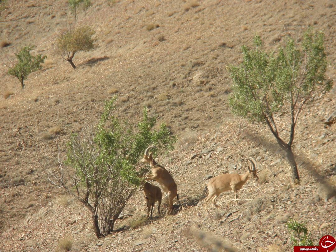 گربه پالاس گونه نادر حیات وحش گناباد