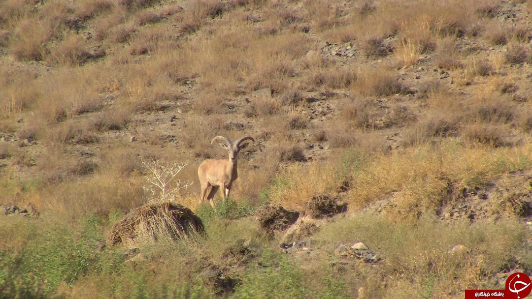 گربه پالاس گونه نادر حیات وحش گناباد