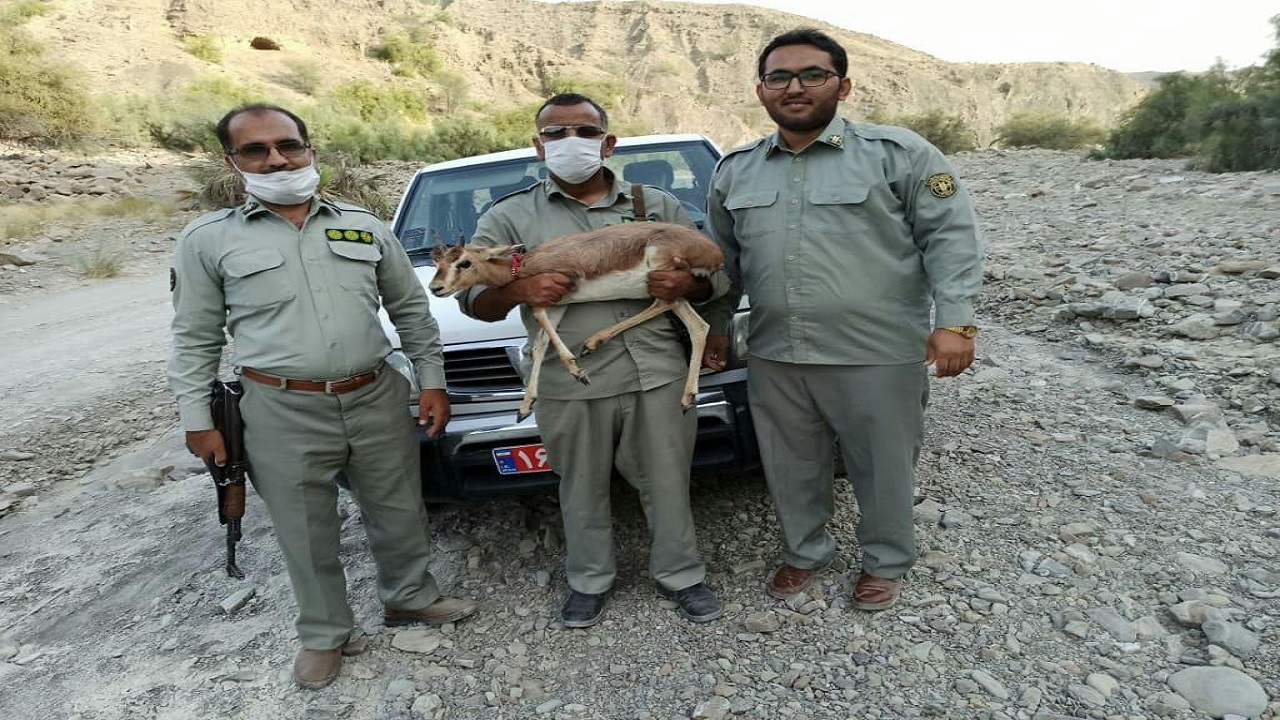 دستگیری عامل زنده گیری یک رأس بره آهو در سیستان و بلوچستان