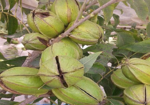 توسعه کشت پکان در دستور کار جهاد کشاورزی خوزستان