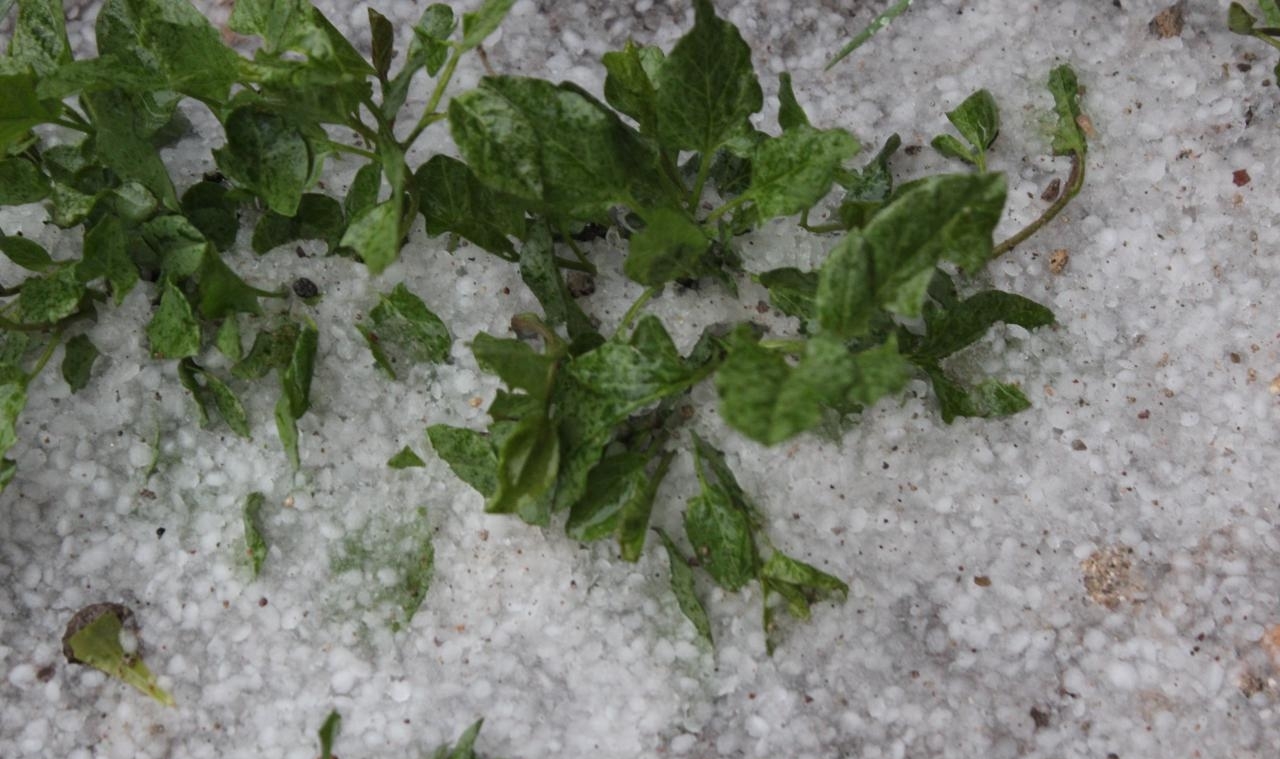 خسارت سرما و تگرگ به محصولات باغی در مراغه