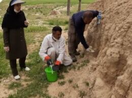 مبارزه با جوندگان موذی در فسا آغاز شد