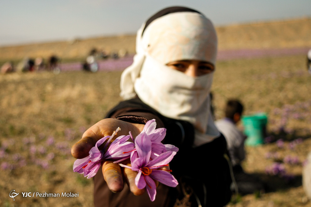طلای سرخ ارزان شد؛ حداکثر قیمت هر کیلو زعفران ۱۰ میلیون تومان