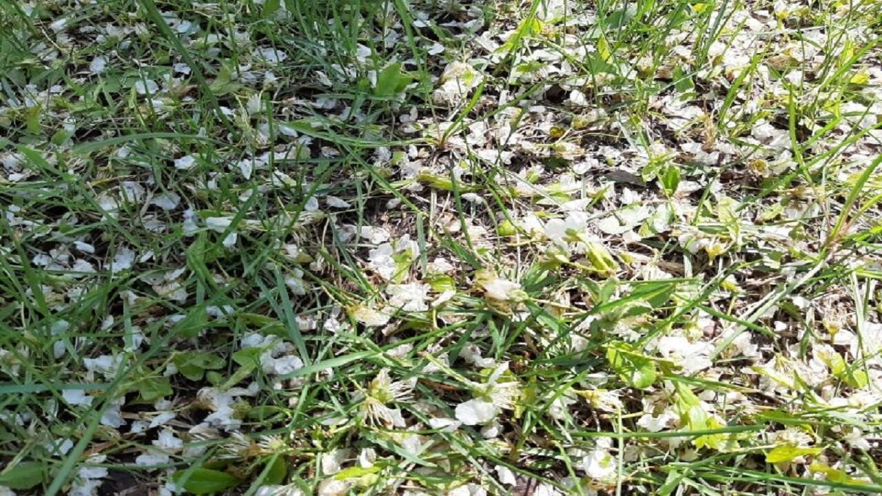 خسارت تگرگ به یک هزار و ۲۶۰ هکتار از باغات سامان