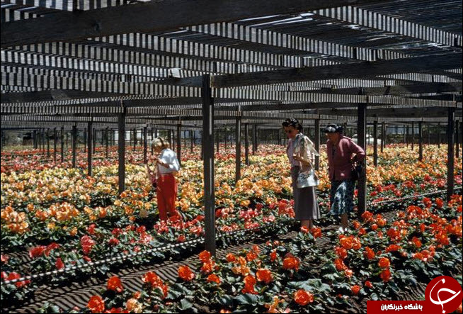 گلخانه در عکس منتخب نشنال جئوگرافیک