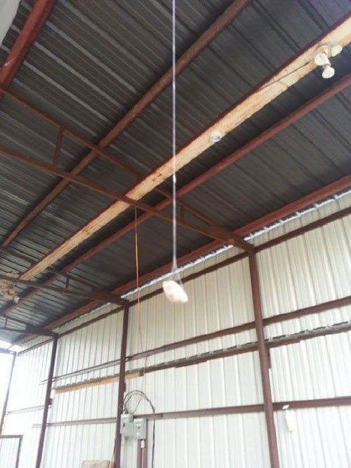 عنکبوت مهندس! + تصاویر