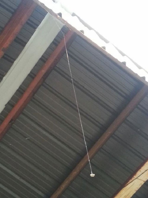 عنکبوت مهندس! + تصاویر