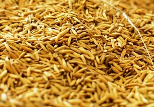 توزیع ۱۰۳ هزار تن سبوس دامی در خوزستان