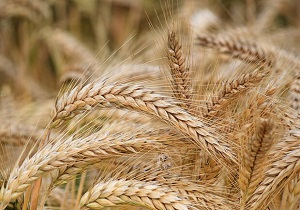 ادامه عملیات خرید گندم از کشاورزان خوزستانی