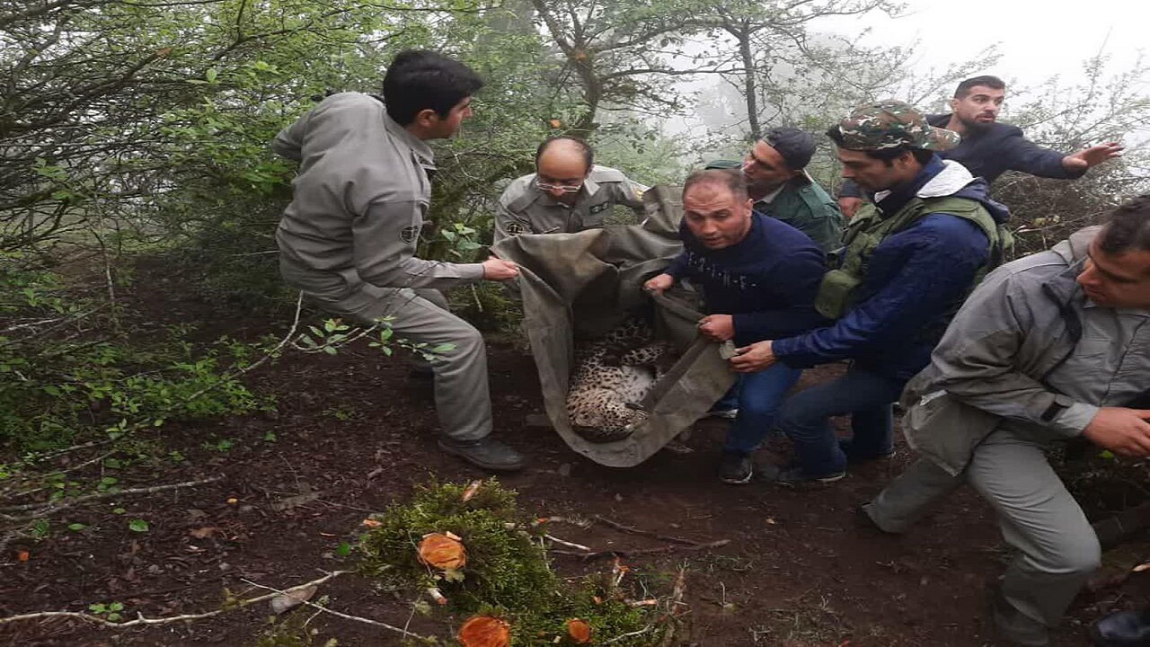 نجات پلنگ جوان از تله مرگ در مازندران + فیلم