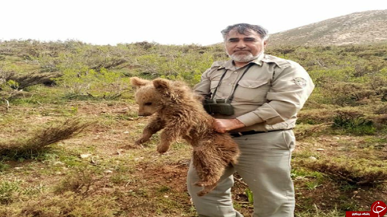 توله خرس سرگردان در چهارمحال و بختیاری به طبیعت بازگشت