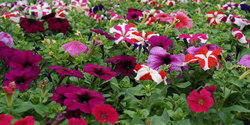 آغاز کاشت گل&zwnj;های تابستانی در همدان