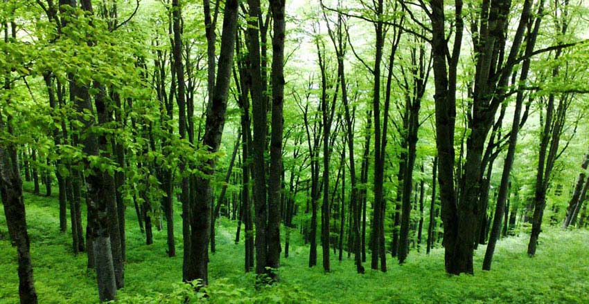 رونمایی از الواح جهانی گیلان در هفته پاسداشت موزه و میراث فرهنگی