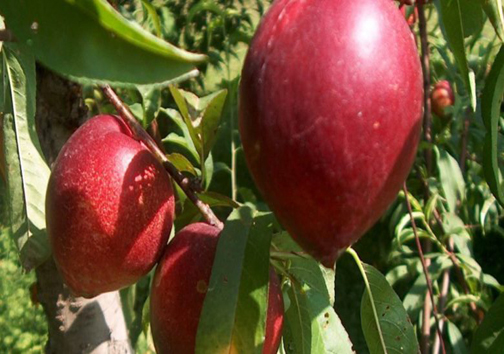 آغاز برداشت میوه&zwnj;های تابستانی از باغات فارس