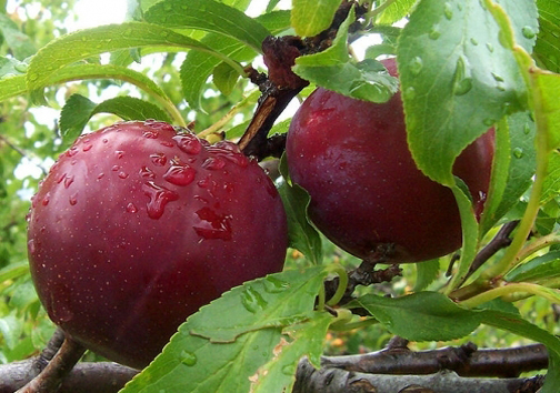 آغاز برداشت میوه&zwnj;های تابستانی از باغات فارس