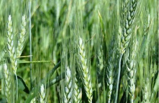 طرح پایلوت تغذیه گندم در بابلسر اجرایی شد