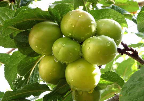 آغاز برداشت میوه&zwnj;های تابستانی از باغات فارس