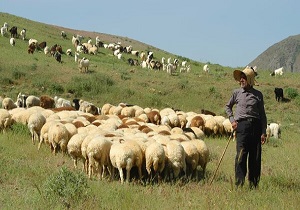 ورود دام عشایر بدون مجور در اردبیل جرم است/ ۱۰ خرداد تاریخ ورود دام به مراتع ییلاقی اردبیل