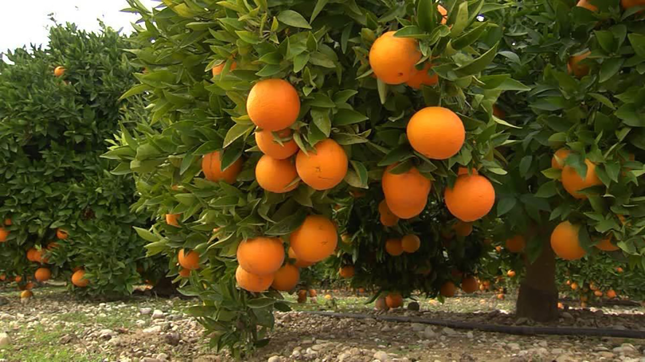 میوه‌های باقی مانده از سال قبل درختان جمع آوری شود