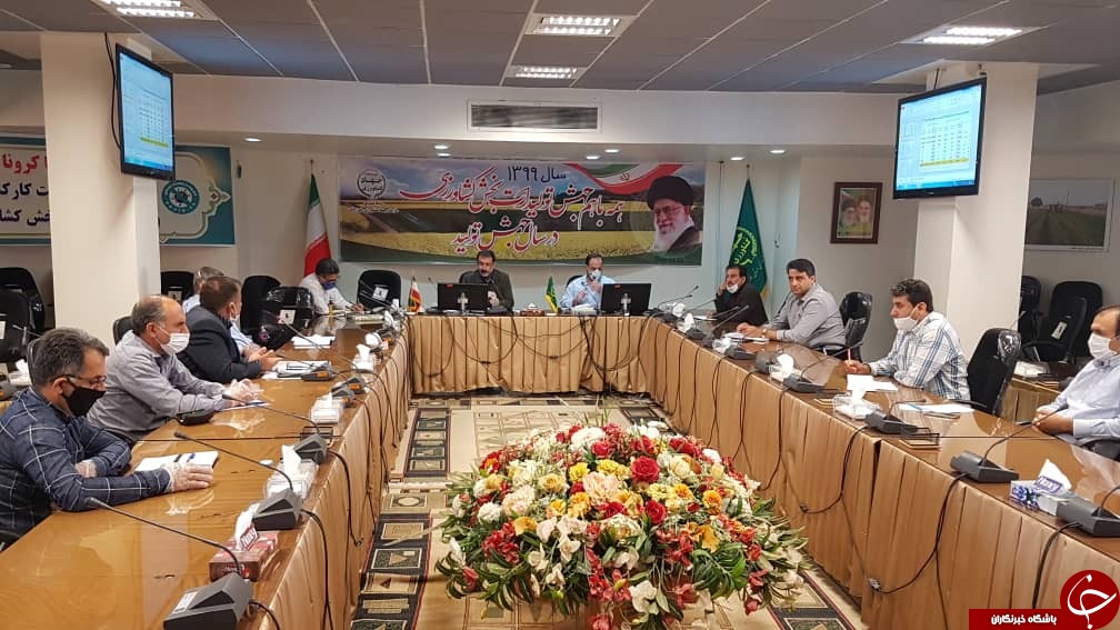 تولید ۸۰۰ تن کلزای بذری و ۱۳۰ تن بذر کنجد در خوزستان