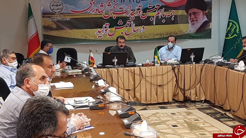تولید ۸۰۰ تن کلزای بذری و ۱۳۰ تن بذر کنجد در خوزستان
