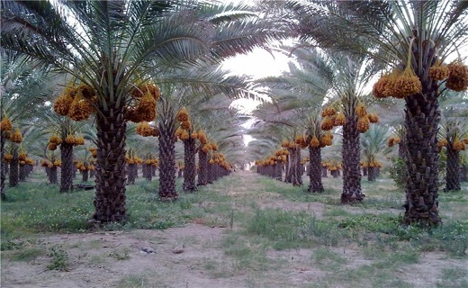 ۴ هزار و ۵۰۰ هکتار از اراضی خوزستان مدرن می&zwnj;شوند