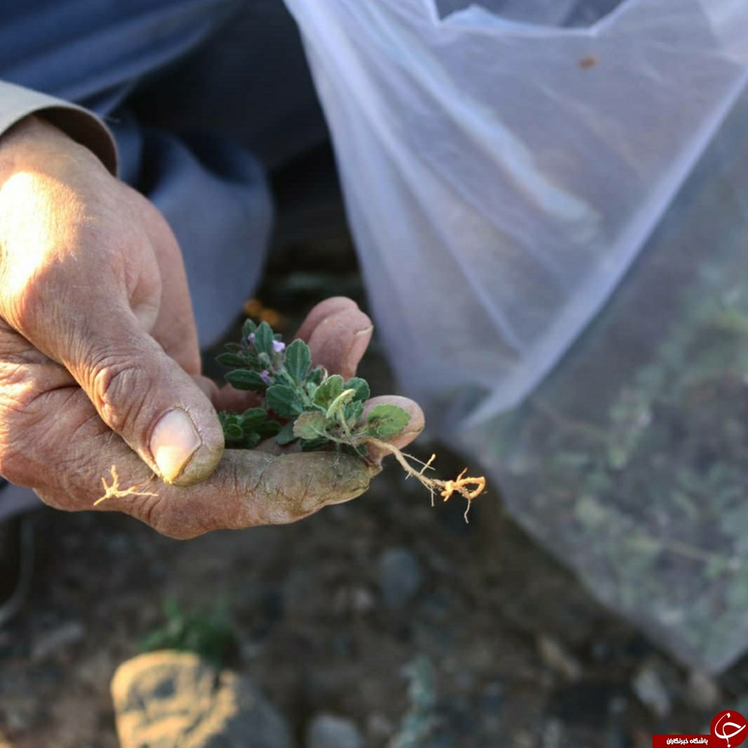 ایام بهار و خان نعمت بهارانه در کرمان