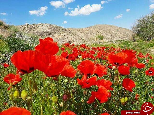 آمادگی اعتاب مقدسه کشور جهت برگزاری مراسم شب&zwnj;های قدر