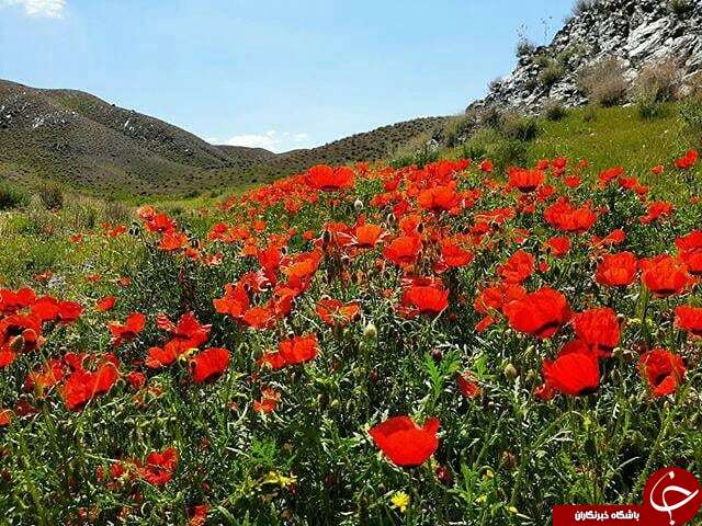 آمادگی اعتاب مقدسه کشور جهت برگزاری مراسم شب&zwnj;های قدر