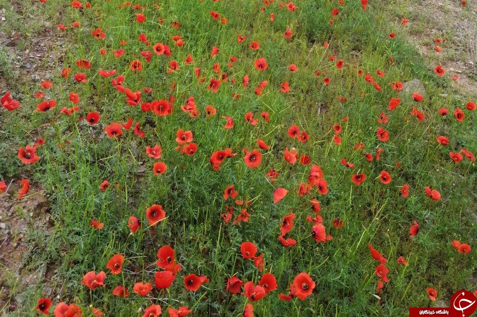 آمادگی اعتاب مقدسه کشور جهت برگزاری مراسم شب&zwnj;های قدر
